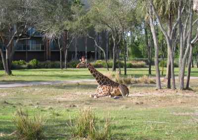 AKL Giraffe